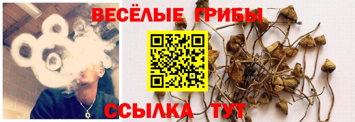 Галлюциногенные грибы Psilocybine cubensis Полевской